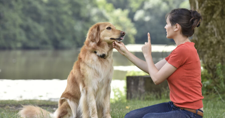 Pet Trained to Engage in Human-Like Activities