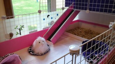 What To Put In The Bottom Of Guinea Pig Cage
