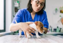 How Often Should You Brush Dog Teeth and Cat Teeth?
